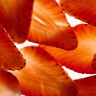 faces نظام العناية بالشعر باالفراولة   nmf