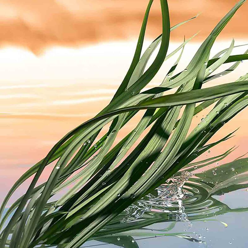 estee lauder blushing sands eau de parfum