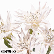 سيروم ديورسنو إسنس أوف لايت faces سيروم ديورسنو إسنس أوف لايت