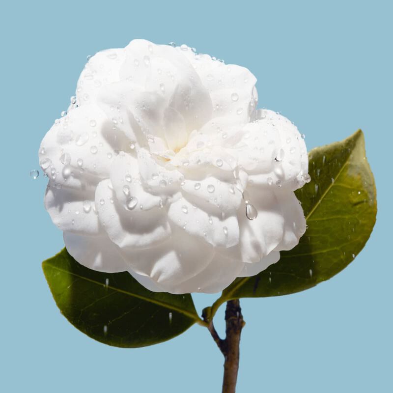 chanel hydra beauty micro creme