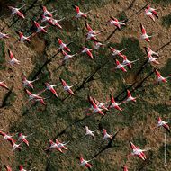 faces عطر روزا روسا أو دو تواليت 125مل