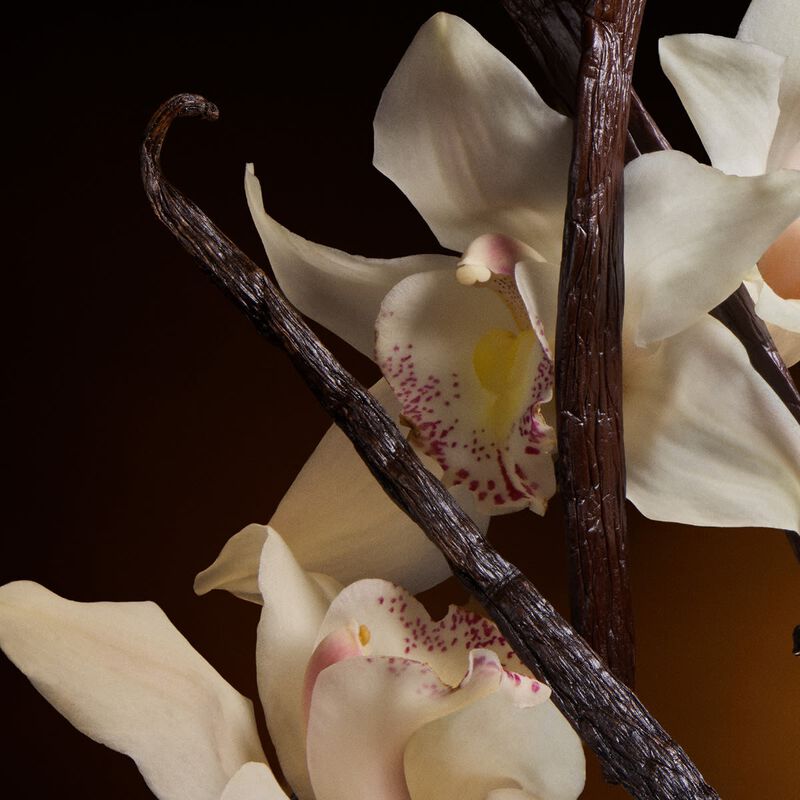 dolce & gabbana the on intense