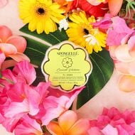 Daisy Collection Coconut Verbena Body Wash Infused Spongette (7+ Uses) faces daisy collection coconut verbena body wash infused spongette 7 uses