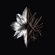 عطر لانترندي أو دو بارفان إنتانس faces عطر لانترندي أو دو بارفان إنتانس