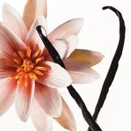 فانيلا ديو faces فانيلا ديو