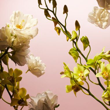 faces fleurs de l himalaya travel