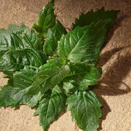 عطر ديفوشن faces عطر ديفوشن