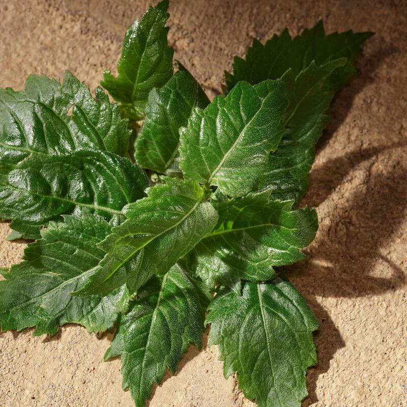 دولتشي أند غابانا عطر ديفوشن