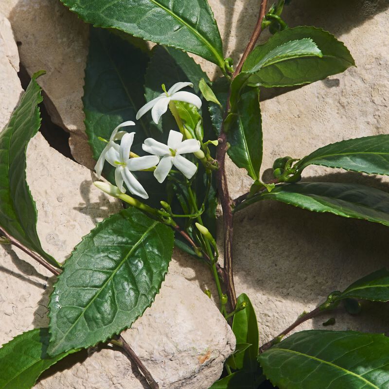 دولتشي أند غابانا عطر لايت بلو كابري ان لوف