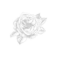 Moonlight Rose faces moonlight rose