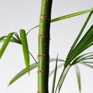 faces mighty bamboo cream