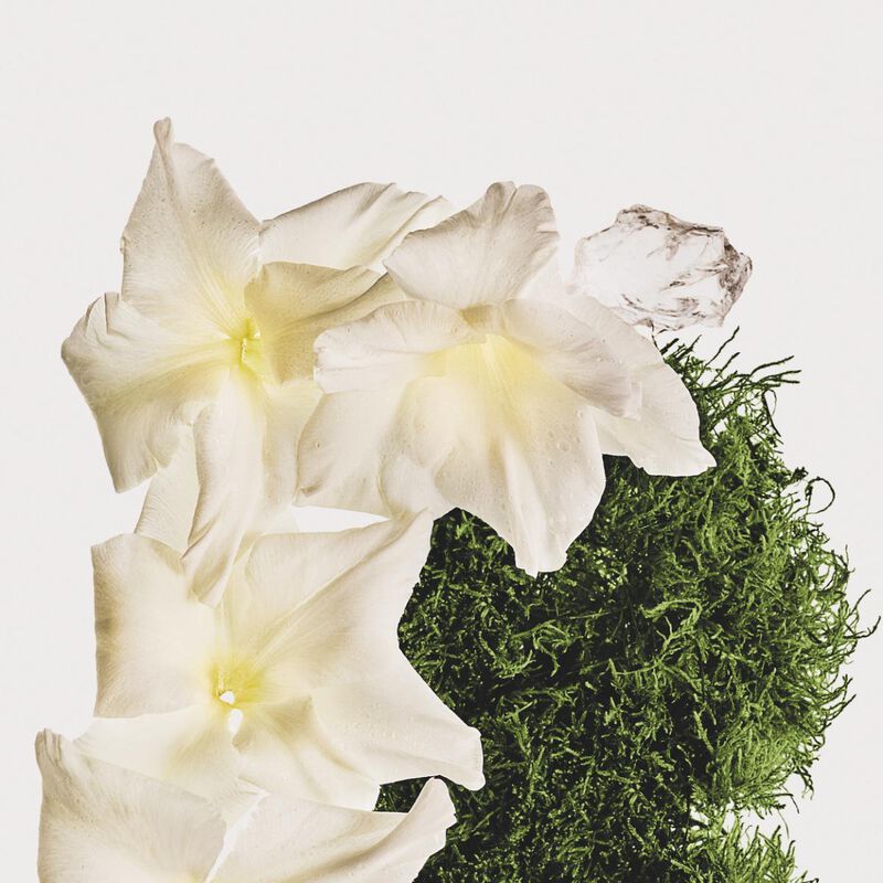 calvin klein cotton musk