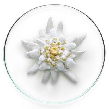 faces expert milky bright