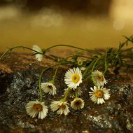 faces غوتشي  ميموار دون أودور أو  دو برفان