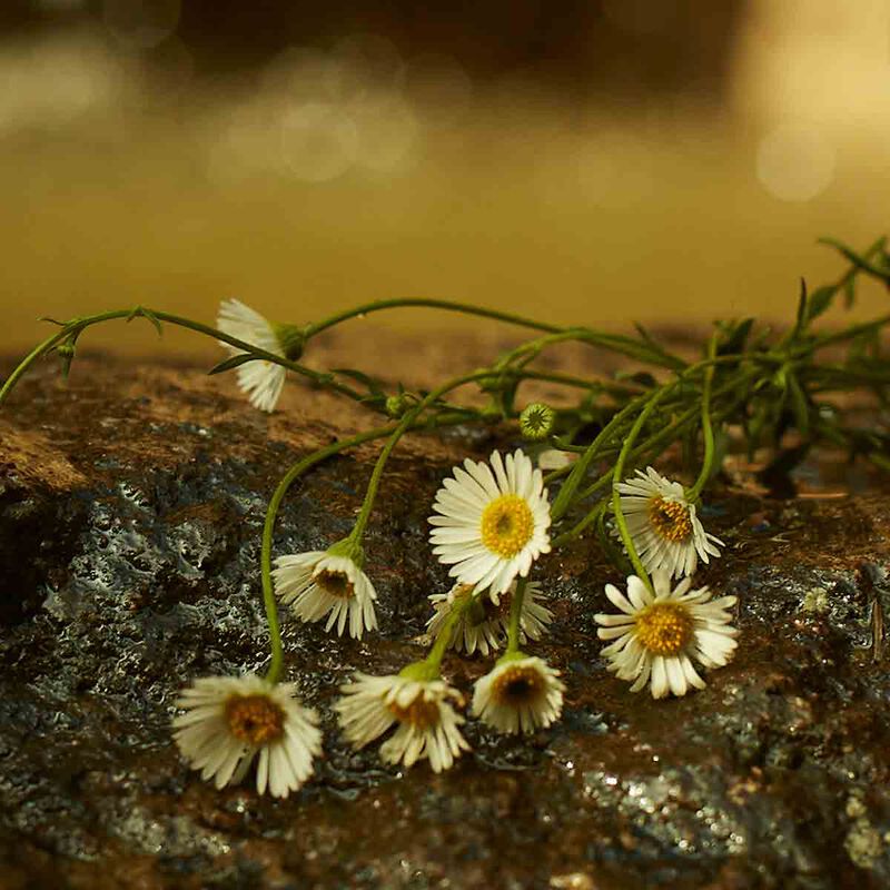 غوتشي غوتشي  ميموار دون أودور أو  دو برفان