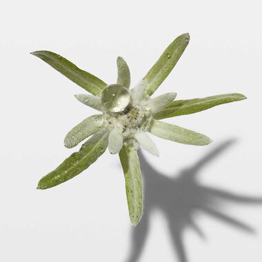 faces جينيسيس شامبو بان هيدرا  فورتيفاينت 250مل