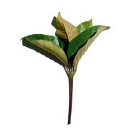 كريم النهار سوبر ريستوريتف لجميع أنواع البشرة بعامل حماية 20 50مل faces كريم النهار سوبر ريستوريتف لجميع أنواع البشرة بعامل حماية 20 50مل