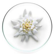 faces expert aqua gel spf 50