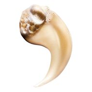 faces absolut repair shampoo