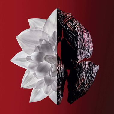 faces لينتردي روج ألتيم