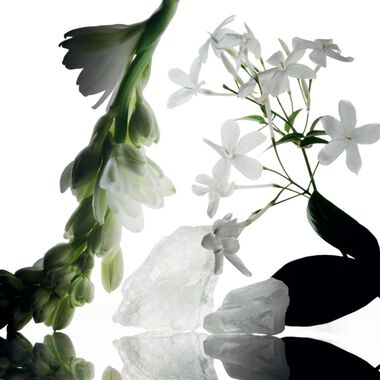 faces essential musc   wild tuberose