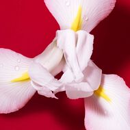 Sì Passione Red Bloom faces s passione red bloom