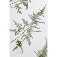 faces هيز وودي