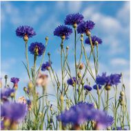 faces pur bleuet the gentle makeup remover 100ml