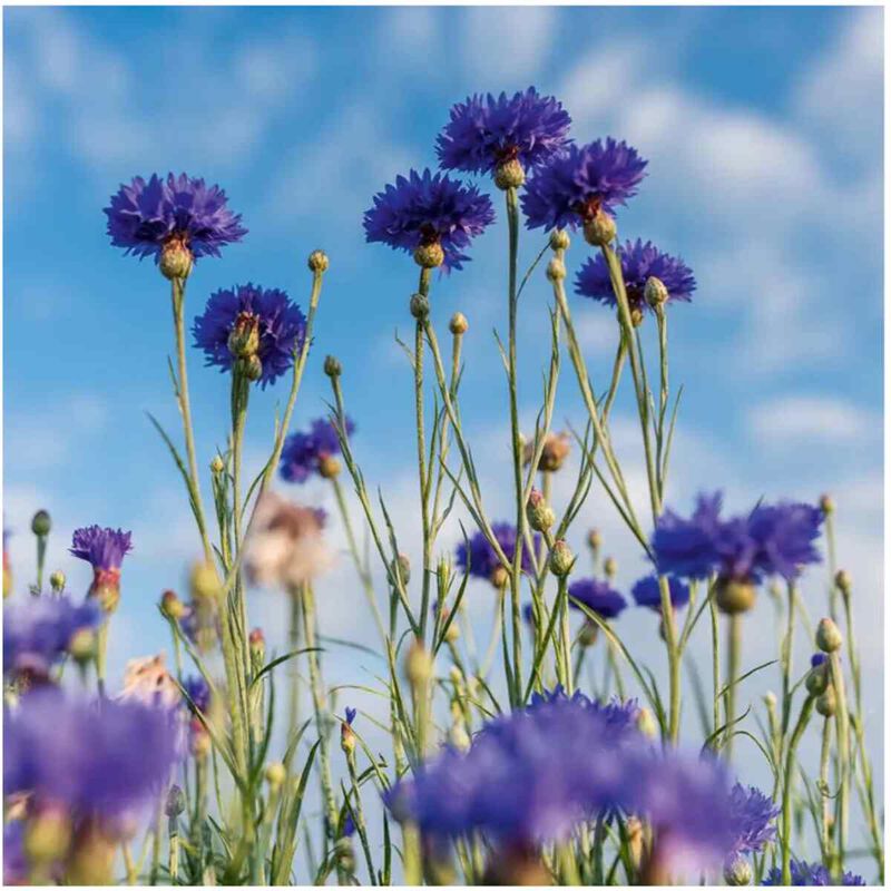 yves rocher pur bleuet the gentle makeup remover 100ml