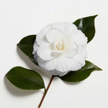 faces elixir ultime le bain shampoo 250ml