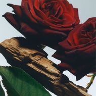 faces velvet rose   oud all over body spray