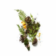 faces the botanist plant based deodorant