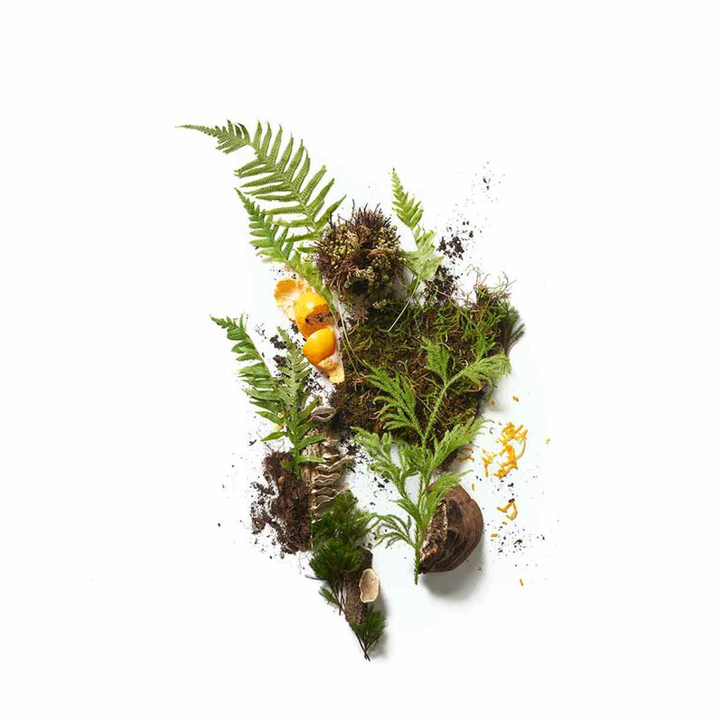 corpus naturals the botanist plant based deodorant