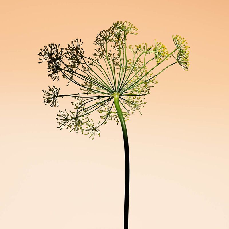 armani beauty orange mediterranee