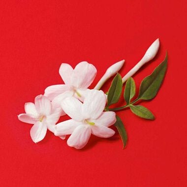 faces si passione refill