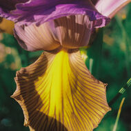 Pink Iris faces pink iris
