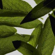 faces sage  multivitamin age well system