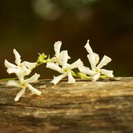 faces غوتشي  ميموار دون أودور أو  دو برفان