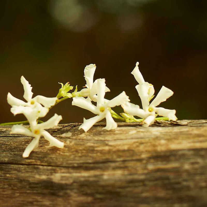 غوتشي غوتشي  ميموار دون أودور أو  دو برفان