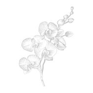 faces فان كليف آند آربلز أوركيد ليذر ماء عطر 75 مل