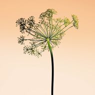 faces orange m diterran e