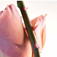 faces bottega veneta parco palladiano vi rosa eau de parfum 100ml