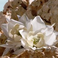 Q Elixir faces q elixir