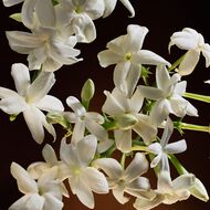 faces the on intense