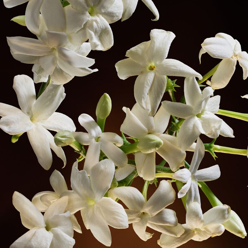 dolce & gabbana the on intense