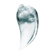 faces scalp advanced anti discomfort shampoo