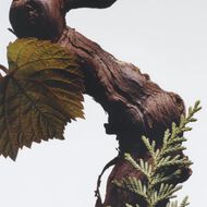 شمعة عطرية سايبريس آند غرايب فاين faces شمعة عطرية سايبريس آند غرايب فاين