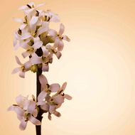 BOSS The Scent Pure Accord for Her Eau de Toilette faces boss the scent pure accord for her eau de toilette