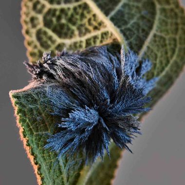 faces boss the collection eau de parfum magnetic musk 100ml