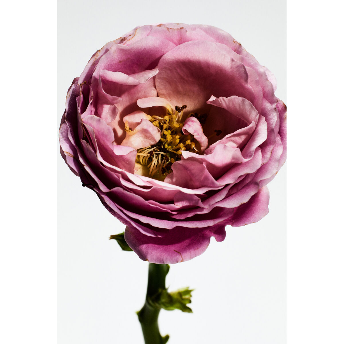 Loewe Un Paseo Por Madrid Rosaleda Eau de Parfum